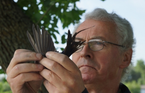 The suffering of the barn swallows